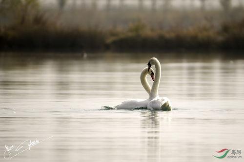 天鹅舞蹈视频成人版,成人版舞蹈视频的优雅演绎