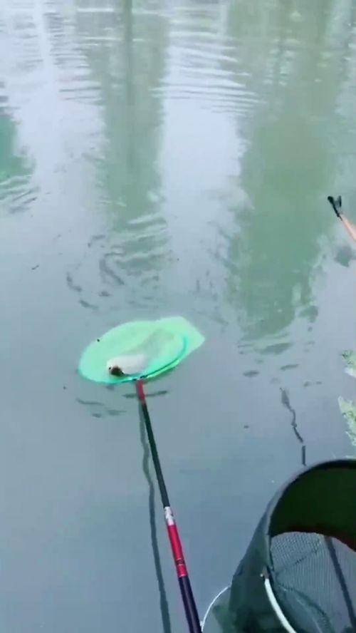 鱼变成人吵架视频大全,鱼变人吵架视频大盘点